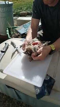 Field dressing a grouse