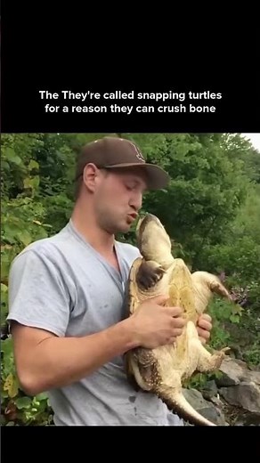 Snapping Turtle Bite