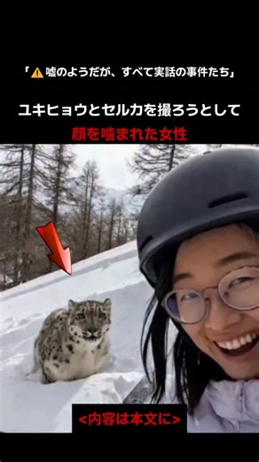 ミステリーワールド｜事件・事故の記録 on Instagram: "2026年1月23日、 中国・新疆ウイグル自治区にある 可可托海（ココトハイ）観光地で、 スキーをしていた女性が 野生のユキヒョウと 極めて近い距離で遭遇する事故が発生しました。 ㅤ 女性はセルフィーを撮ろうとした際、 突然接近してきたユキヒョウに倒され、 顔を噛まれる負傷を負いました。 ㅤ 現場映像には、 周囲のスキーヤーたちの叫び声と 制止の動きの中で、 ユキヒョウが後退する様子が記録されています。 ㅤ 当局によると、 女性が餌を与えるなどの 直接的な挑発行為はなかったものの、 設置されていた 野生動物への接近警告を無視して 近づいた可能性があるとしています。 ㅤ 女性は直ちに病院へ搬送され、 治療を受けており、 命に別状はない安定した状態だと報告されました。 また、 ヘルメットの着用が 致命的な事態を防ぐ上で 大きな役割を果たしたと説明されています。 ㅤ 事故の数日前から、 この地域では ユキヒョウの足跡が確認されており、 観光客に対して 接近や撮影を控えるよう 警告が出されていました。 それにもかかわらず、 観