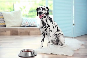 How Much to Feed a Dalmatian (Puppy & Adult Feeding Chart)