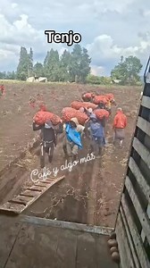 593K views · 17K reactions | Desde Tenjo Cundinamarca Andres Wilches nos muestra como es cargar un camión con bultos de papa para llevar a la ciudad , una labor ardua y de mucho esfuerzo donde se emplean bastantes personas , valoremos siempre el campo #reels2025 #cafeyalgomas #OrgulloColombiano #campo #fblifestyle #campesinos | CAFÉ Y ALGO MÁS | Facebook