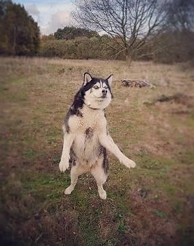 Malamute sherpa energised and snorting compilation. Cute