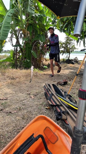 Cách Câu Cá Rô Phi Tự Nhiên Dễ Dàng