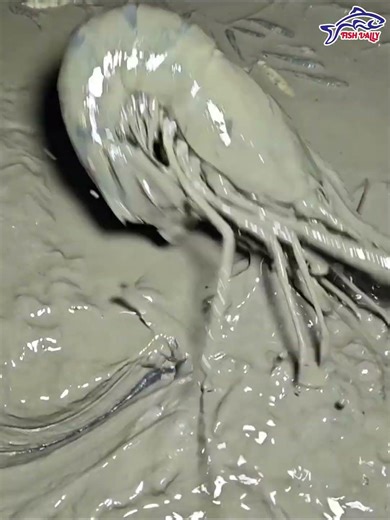 সুন্দরবনের চরপাটা জালে ধরা পড়লো ফ্রেশ গলদা চিংড়ি। Fish vally