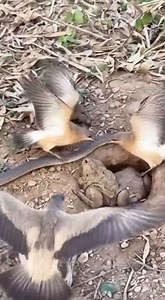 นกพยายามจะจับงูแต่จับไม่ได้😍😍The bird tried to catch the snake but failed.