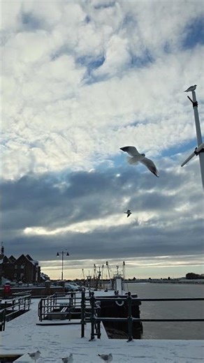 Black-headed gulls (winter plumage) in the snow Purfleet Quay King's Lynn #kingslynn