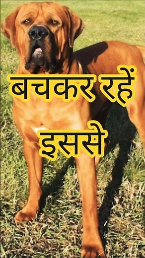 🐾 Most Aggressive Dog in the World 😱 | You Won’t Believe