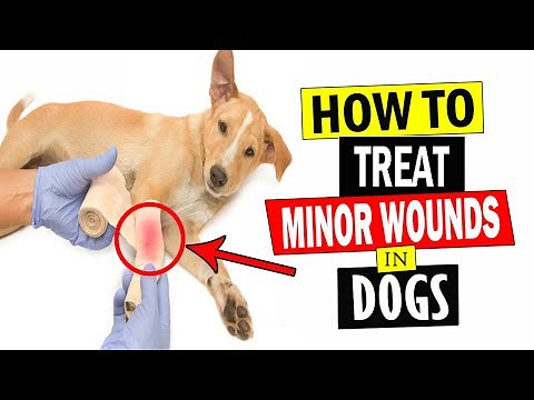 How to Treat Minor Wounds in Dogs Safely | Home Remedies for Minor Wounds in Dogs