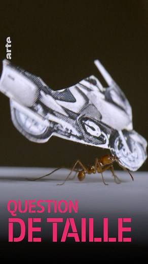 Quand la question de taille se révèle question d'échelle ⤵ so.arte/Questiondetaille | ARTE