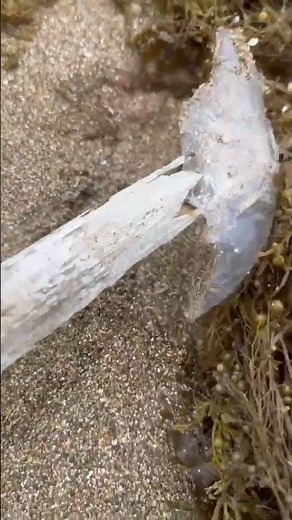 【完全保存版】ミズクラゲのすべて｜生態・特徴・毒性・漂着理由まで徹底解説！