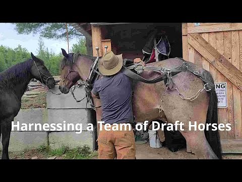 Harnessing a Team of Draft Horses
