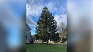 Rockefeller Center's Christmas tree will come from Oneonta, New York