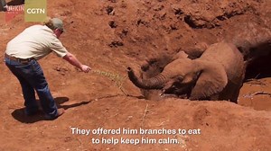 1.1M views · 10K reactions | Residents in Tanzania, East Africa, discovered a young elephant stuck in a well. They dug a path to help the elephant to climb out, but it could not gain enough traction to emerge from the muddy pit. The Tanzanians then banded together and used a long rope to pull the elephant out of the well. After the wild animal was rescued, it ran off to rejoin its herd. | CGTN | Facebook