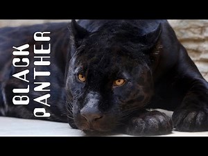 Black Panther - Black Panther Animal.