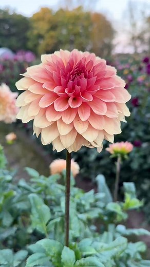 Cara Elizabeth Dahlia With all the latest and greatest dahlias that come out every year I have to say that this one still holds one of my favorites to grow. The blooms are just so gorgeous! Need dahlias? Skyfallflowers.com #flowerfarm #dahlia #dahlias | Skyfall Flowers