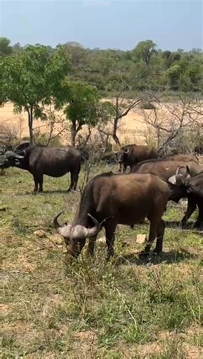 157K views · 3.3K reactions | Big herd of buffalo grazing #wild #leo #story #lions #wildlife #nature #animals #amazing | African Bush Kingdom | Facebook