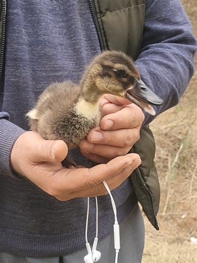 Little duck sweet sounds 🔊🦆 #duck #petducks #duckvoice #ducksound #ducknoises
