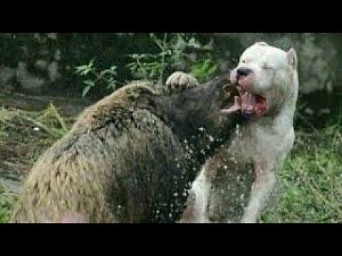 Dogo Argentino Best Moments 2019