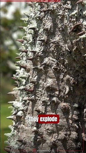 The sandbox tree #facts