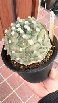 I went to the plant event "Jumai" hosted by Tsuboi Kenjuen. This is a video introducing the items...