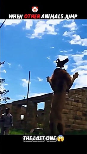 Unbelievable! Leopard Jumps So High #trending #animals #wildlife #shorts #leopard #viral