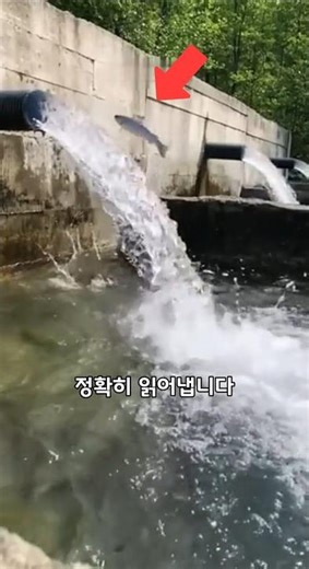 The smartest fish in the world, the salmon, jumps over the dam.