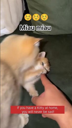 😻 Lovely Kitten Video 😻 #catshorts #cutecat #cute #مياو #miau #meow