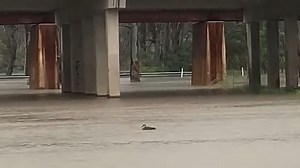 Flood waters under a bridge at Echuca