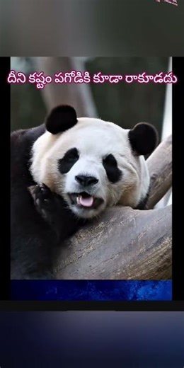 రోజుకి 40 సార్లు టాయిలెట్ కి వెళ్లే జంతువు ఇదే 🐼💩 | Panda Facts in Telugu | Facts by Kumari #yt #yt.
