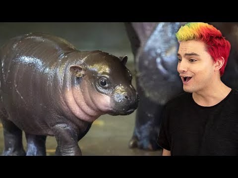 10 ANIMAIS MAIS FOFOS DO MUNDO! [+10]