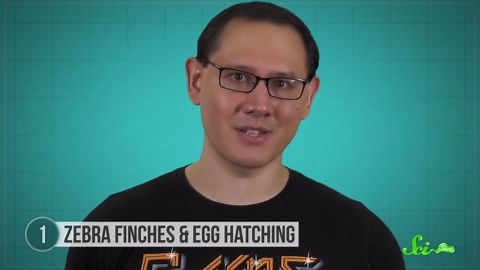 Curious Orangutans and 4 Other Animals a Bit Different in Captivity