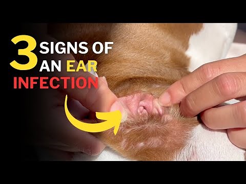 3 Signs To Know If Your Dog Has An Ear Infection