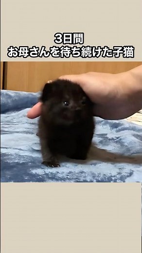 [True Story MV] The kitten who waited for its mother for 3 days #shorts #kitten #kittenrescue #re...