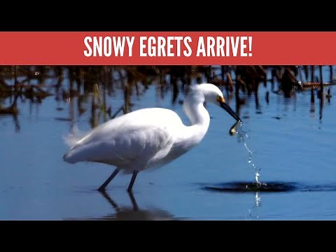 Snowy Egret: Identification and hunting behaviors to look for!