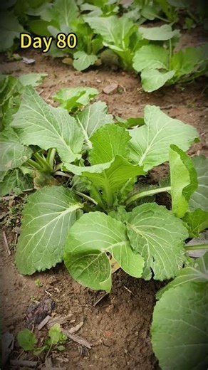 Spend 30 days watching a rapeseed flower grow#flowers #live #growth #sharing