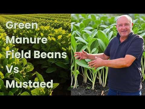 Green Manures: How We Sow, Grow & When We Chop