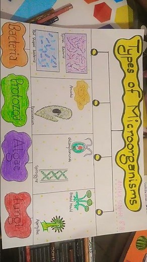 chart on microorganisms🎐