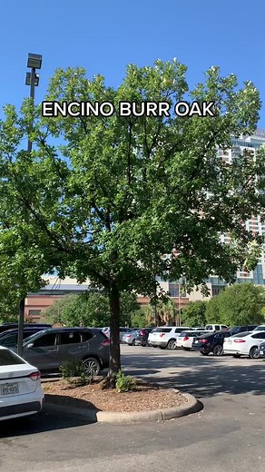 Encino Bur: Características y Beneficios del Quercus Macrocarpa