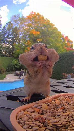 Van Gogh the Chipmunk on Instagram: "If you know me, then you know I’m obsessed with getting closeup footage of the chippies in our yard 🐿️ I’ve always wanted to do the same with the birds that visit our feeders but they’d always fly off the second I got close 🐦 Enter the @birdfy_by_netvue Rookie Feeder - It lets me capture allll the closeups I could dream of without scaring the birds away 🙌 📲 The Birdfy app sends an alert every time a feathered friend stops by 🎥 Automatically records their