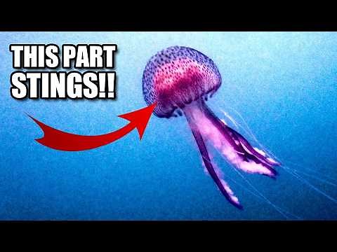Mauve Stinger Facts: the PURPLE Jellyfish 🪼 Animal Fact Files