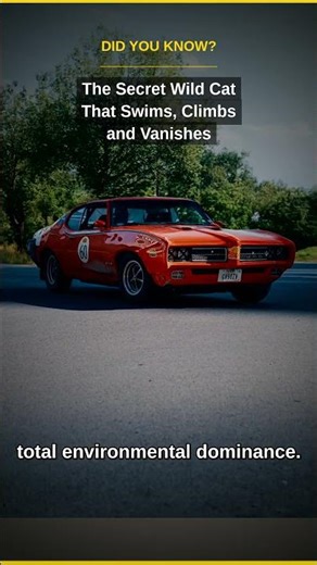 The Secret Wild Cat That Swims, Climbs and Vanishes