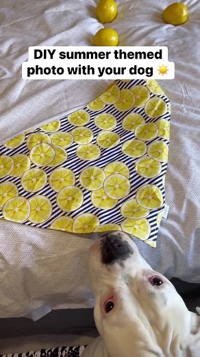 4.7M views · 379K reactions | Shot on my iPhone and edited in a free app called Adobe Lightroom 殺 #funnydogs #whiteboxers #reels #boxers #boxerdogs #funnydogvideos #funnyvideos #dogmemes #dogcomedy #comedy #funny #photography #dogphotography #diy #diyhack | Layla the Boxer | Facebook