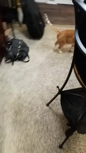 the legend of Bill #catnamedbill #catsoftiktok #cats #angrycat #meancat