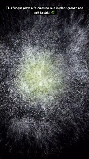 Trichoderm Virdis #science #innovation #shorts #shortsfeed #shirtsvideo