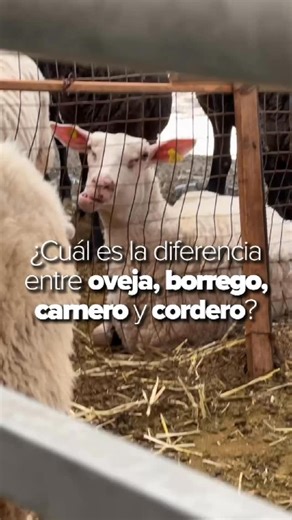 Gerardo Vazquez Lugo | Tu #birria por eso sabe distinto si se hace con #borrego que si se prepara con #oveja. #rancho #comida | Instagram