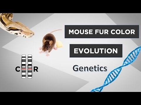 Evo-Ed: Molecular Genetics of Mouse Fur Color Evolution
