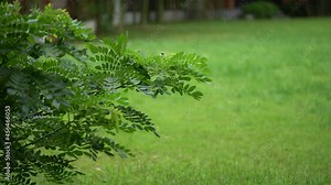 Small Tree is the foreground positioning in front of Big Tree Background. It's after the falling rain.