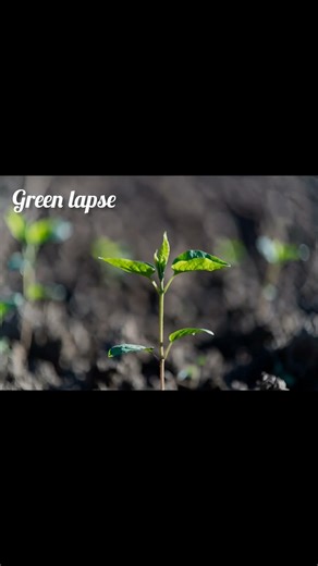 Day 5 – The Plant Slowly Rises 🌱 | Time-Lapse Growth #PlantTimeLapse #SeedGrowth #NatureVibes