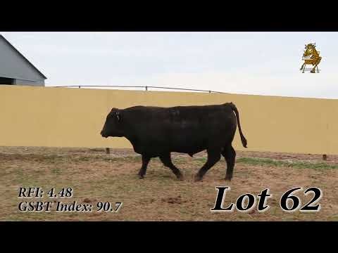 Lot 62 | Green Springs Bull Test Spring Sale | 3/23/2026
