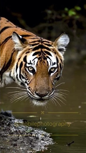 capturing from vivo x300 ultra using Zeiss external zoom lens kit #shorts